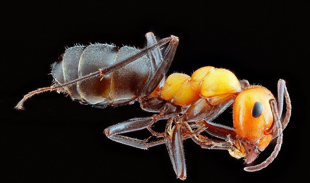 Ant Control service in East Honolulu, HI
