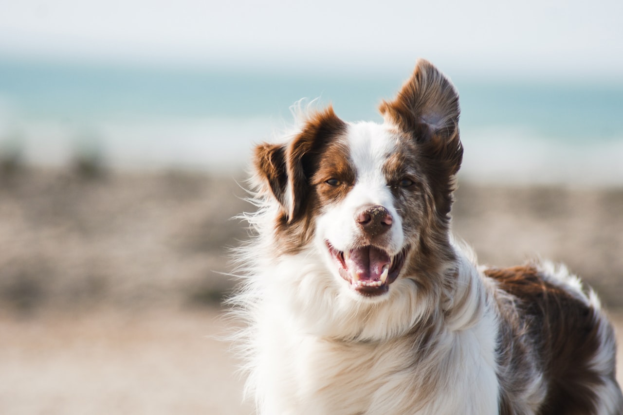 Flea & Tick Control service in East Honolulu, HI