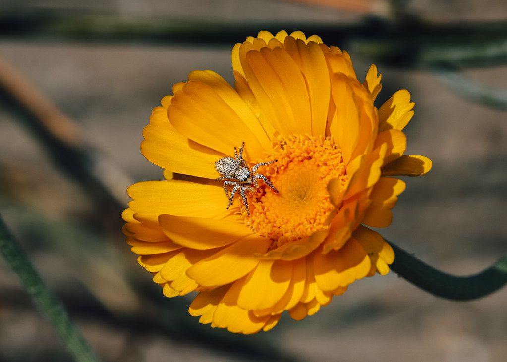 Spider Control service in East Honolulu, HI